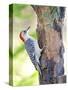 Red-Beilled Woodpecker-Gary Carter-Stretched Canvas