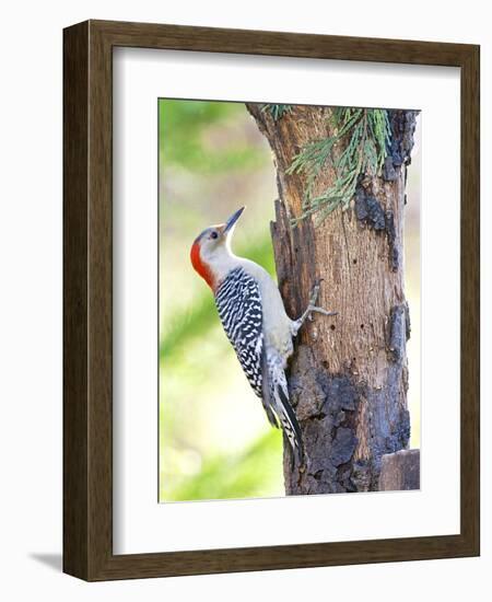 Red-Beilled Woodpecker-Gary Carter-Framed Photographic Print