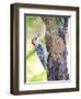 Red-Beilled Woodpecker-Gary Carter-Framed Photographic Print