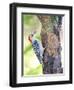 Red-Beilled Woodpecker-Gary Carter-Framed Photographic Print