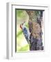 Red-Beilled Woodpecker-Gary Carter-Framed Photographic Print