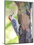 Red-Beilled Woodpecker-Gary Carter-Mounted Photographic Print