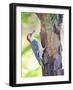 Red-Beilled Woodpecker-Gary Carter-Framed Photographic Print