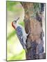 Red-Beilled Woodpecker-Gary Carter-Mounted Photographic Print