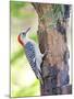 Red-Beilled Woodpecker-Gary Carter-Mounted Photographic Print