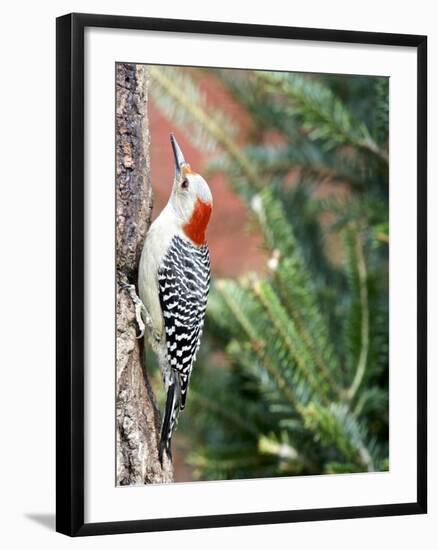 Red-Beilled Woodpecker-Gary Carter-Framed Photographic Print