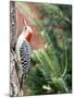 Red-Beilled Woodpecker-Gary Carter-Mounted Photographic Print