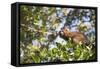 Red Bellied Lemur (Eulemur Rubriventer), Ranomafana National Park, Madagascar Central Highlands-Matthew Williams-Ellis-Framed Stretched Canvas