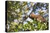 Red Bellied Lemur (Eulemur Rubriventer), Ranomafana National Park, Madagascar Central Highlands-Matthew Williams-Ellis-Stretched Canvas