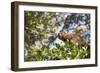 Red Bellied Lemur (Eulemur Rubriventer), Ranomafana National Park, Madagascar Central Highlands-Matthew Williams-Ellis-Framed Photographic Print