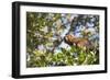 Red Bellied Lemur (Eulemur Rubriventer), Ranomafana National Park, Madagascar Central Highlands-Matthew Williams-Ellis-Framed Photographic Print