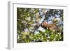 Red Bellied Lemur (Eulemur Rubriventer), Ranomafana National Park, Madagascar Central Highlands-Matthew Williams-Ellis-Framed Photographic Print