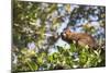 Red Bellied Lemur (Eulemur Rubriventer), Ranomafana National Park, Madagascar Central Highlands-Matthew Williams-Ellis-Mounted Photographic Print