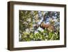 Red Bellied Lemur (Eulemur Rubriventer), Ranomafana National Park, Madagascar Central Highlands-Matthew Williams-Ellis-Framed Photographic Print