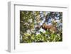 Red Bellied Lemur (Eulemur Rubriventer), Ranomafana National Park, Madagascar Central Highlands-Matthew Williams-Ellis-Framed Photographic Print