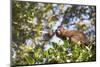 Red Bellied Lemur (Eulemur Rubriventer), Ranomafana National Park, Madagascar Central Highlands-Matthew Williams-Ellis-Mounted Photographic Print