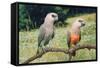 Red-Bellied Parrots-null-Framed Stretched Canvas