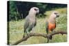 Red-Bellied Parrots-null-Stretched Canvas