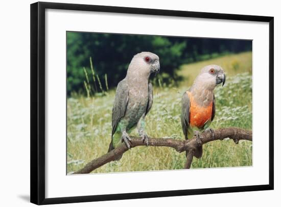 Red-Bellied Parrots-null-Framed Photographic Print