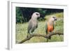 Red-Bellied Parrots-null-Framed Photographic Print