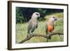 Red-Bellied Parrots-null-Framed Photographic Print