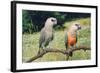 Red-Bellied Parrots-null-Framed Photographic Print