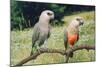 Red-Bellied Parrots-null-Mounted Photographic Print