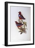 Red-Bellied Pitta (Pitta Erythrogaster), by John Gould-null-Framed Premium Giclee Print