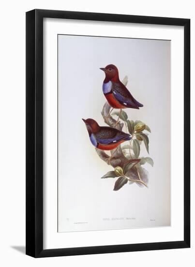 Red-Bellied Pitta (Pitta Erythrogaster), by John Gould-null-Framed Premium Giclee Print