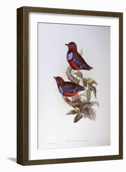 Red-Bellied Pitta (Pitta Erythrogaster), by John Gould-null-Framed Giclee Print