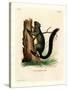 Red-Bellied Squirrel-null-Stretched Canvas