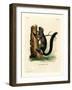 Red-Bellied Squirrel-null-Framed Giclee Print