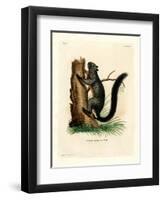 Red-Bellied Squirrel-null-Framed Premium Giclee Print