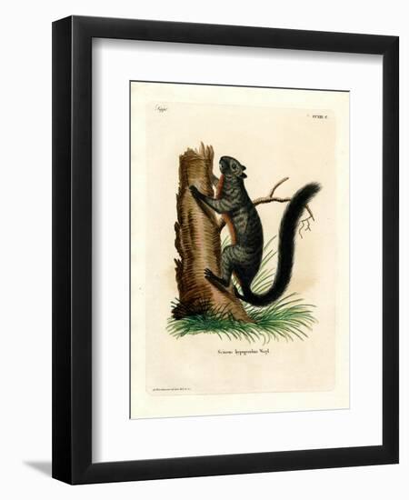 Red-Bellied Squirrel-null-Framed Premium Giclee Print