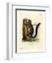 Red-Bellied Squirrel-null-Framed Premium Giclee Print