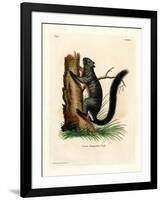 Red-Bellied Squirrel-null-Framed Giclee Print