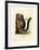 Red-Bellied Squirrel-null-Framed Giclee Print