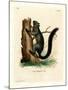 Red-Bellied Squirrel-null-Mounted Giclee Print