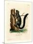 Red-Bellied Squirrel-null-Mounted Premium Giclee Print