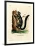 Red-Bellied Squirrel-null-Framed Premium Giclee Print