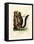 Red-Bellied Squirrel-null-Framed Stretched Canvas