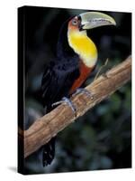 Red Bellied Toucan, Iguasuu Falls, Brazil-Darrell Gulin-Stretched Canvas