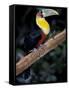 Red Bellied Toucan, Iguasuu Falls, Brazil-Darrell Gulin-Framed Stretched Canvas