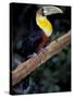 Red Bellied Toucan, Iguasuu Falls, Brazil-Darrell Gulin-Stretched Canvas