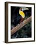 Red Bellied Toucan, Iguasuu Falls, Brazil-Darrell Gulin-Framed Photographic Print