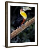 Red Bellied Toucan, Iguasuu Falls, Brazil-Darrell Gulin-Framed Photographic Print