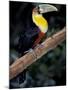 Red Bellied Toucan, Iguasuu Falls, Brazil-Darrell Gulin-Mounted Photographic Print