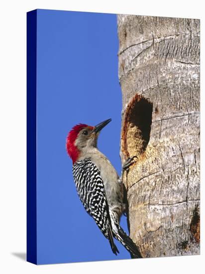 Red-Bellied Woodpecker, Everglades National Park, Florida, USA-Charles Sleicher-Stretched Canvas