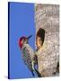 Red-Bellied Woodpecker, Everglades National Park, Florida, USA-Charles Sleicher-Stretched Canvas