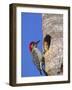 Red-Bellied Woodpecker, Everglades National Park, Florida, USA-Charles Sleicher-Framed Photographic Print